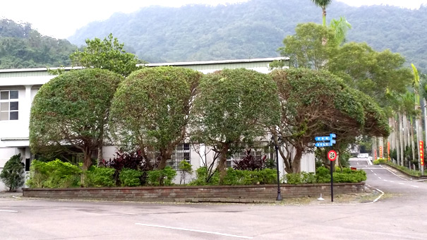 榕樹塑型-完成