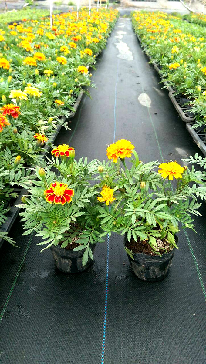 花草